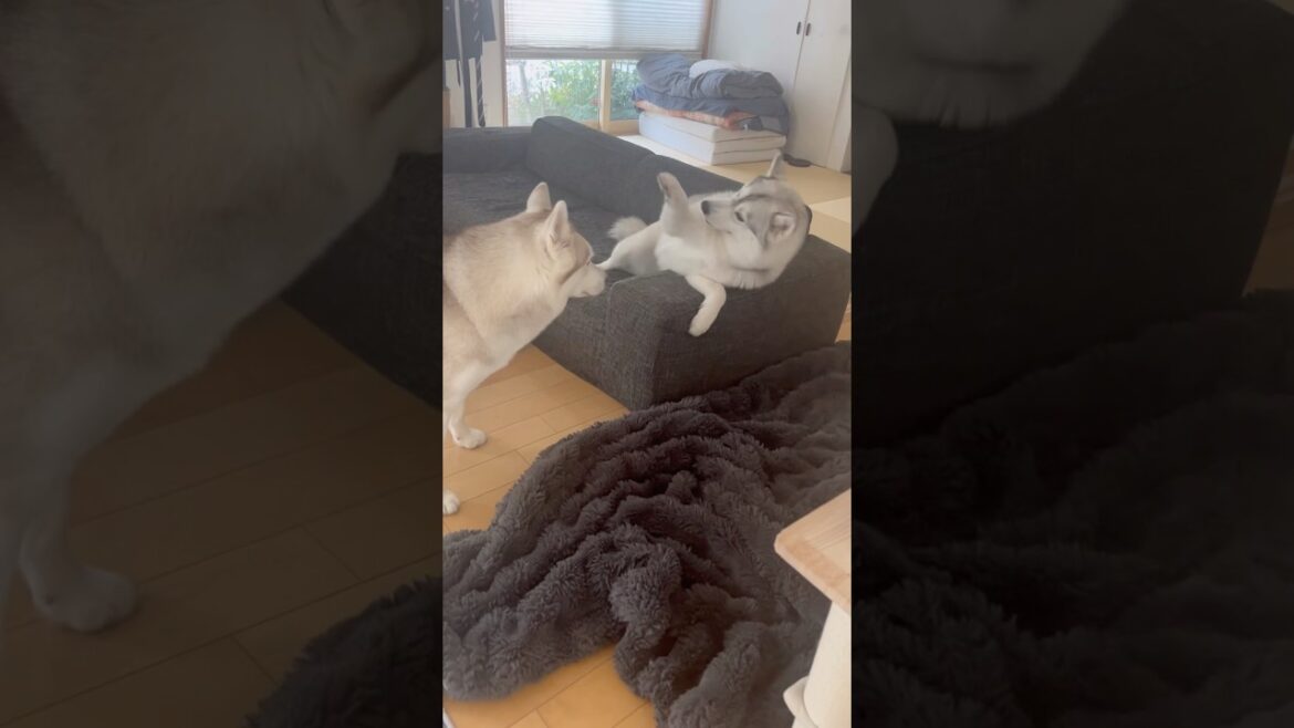 手が短すぎて届かないハスキー #シベリアンハスキー #ハスキー #ハスキー犬