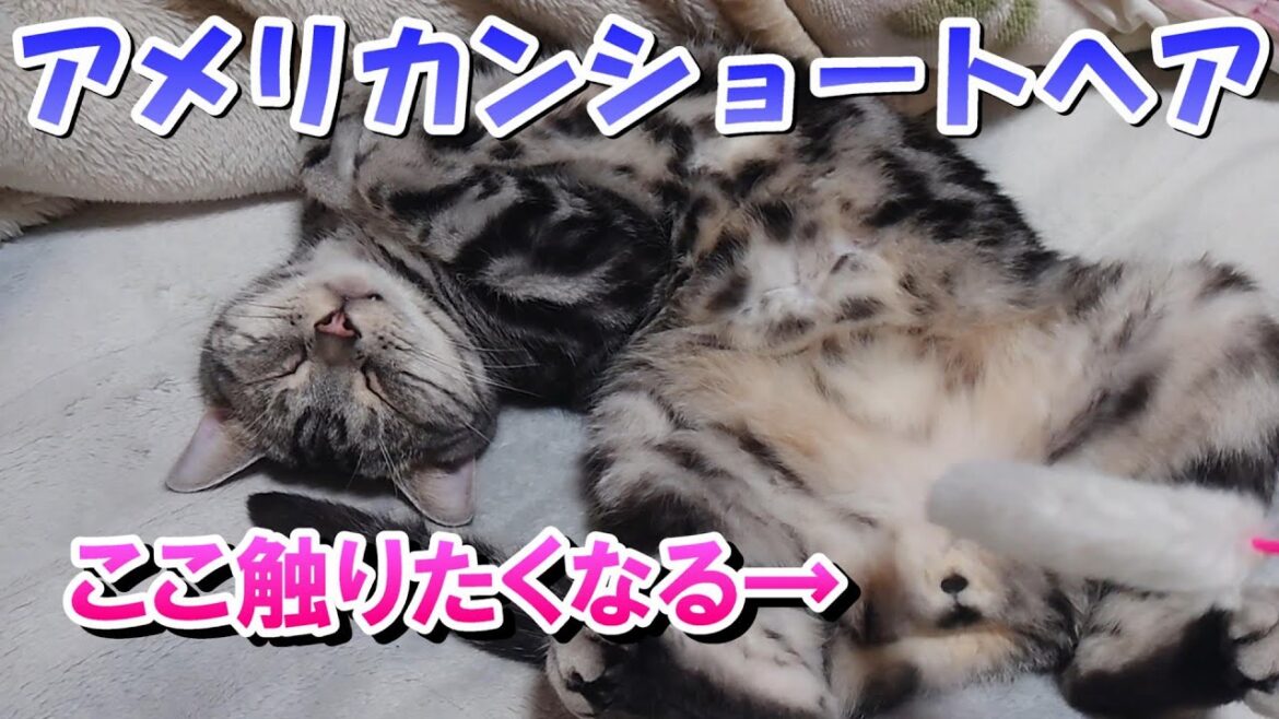 4月の猫さんはもふもふー!(アメリカンショートヘア) 4月の猫さんはもふもふー!(アメリカンショートヘア)