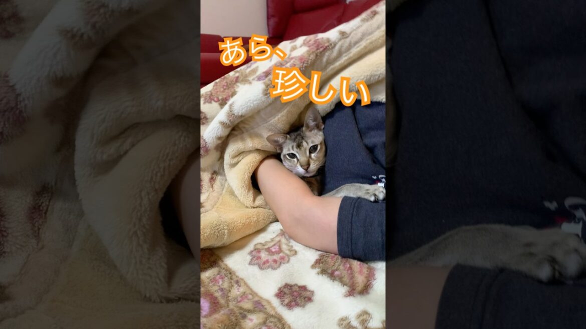 暖をとる　#シンガプーラ #猫のいるくらし