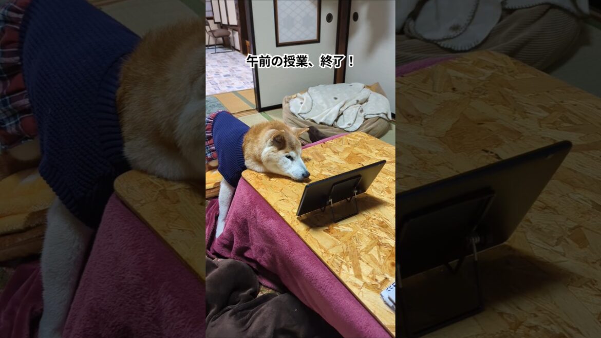 新学期始まった柴犬　 #shiba #柴犬