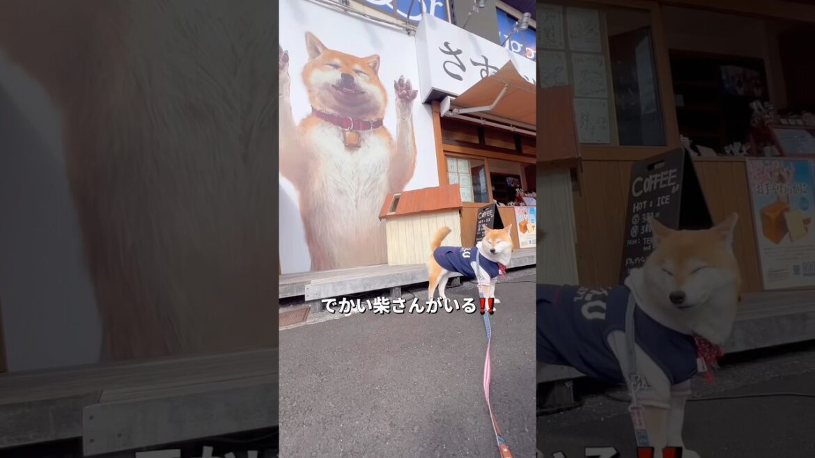 行ってみたかったパン屋さん😊🐶🎵#柴犬 #チワワ #shorts