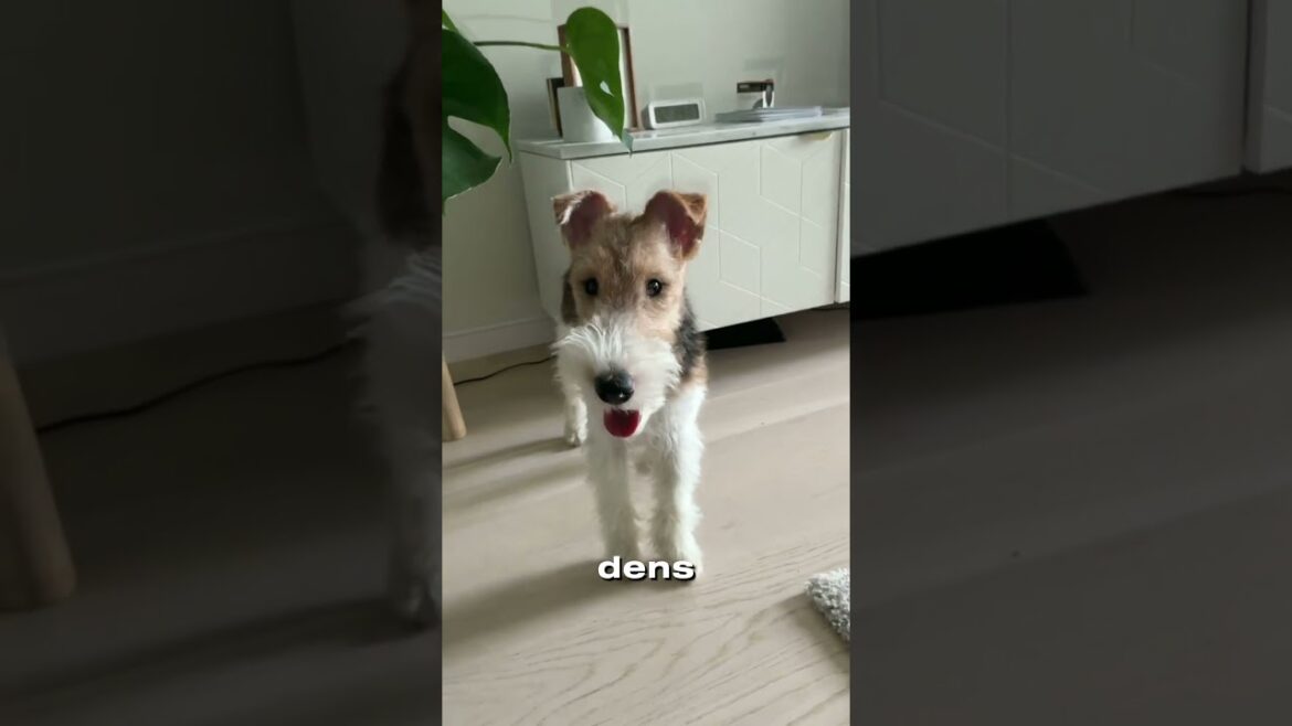 Wire Fox Terrier – The Fearless and Energetic Hunter