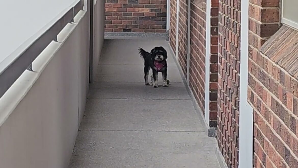 Miniature Schnauzer Runs After Her Ball and Gives Man a Fright