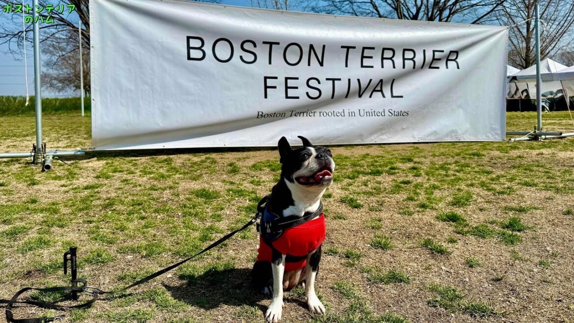 800頭以上のボステリまみれ‼︎ボストンテリアフェスティバル2025 800頭以上のボステリまみれ‼︎ボストンテリアフェスティバル2025