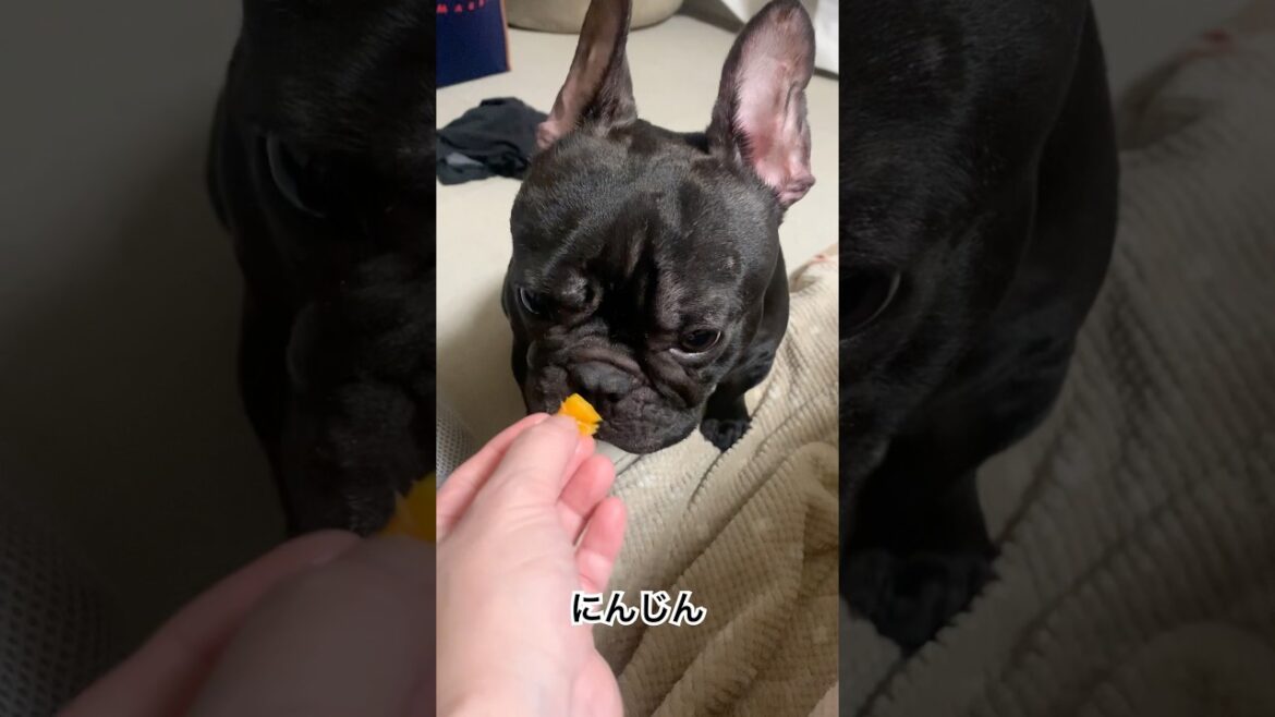 にんじん… 🥕#フレンチブルドッグ #frenchbulldog #frenchbulldoglife #frenchie #shorts