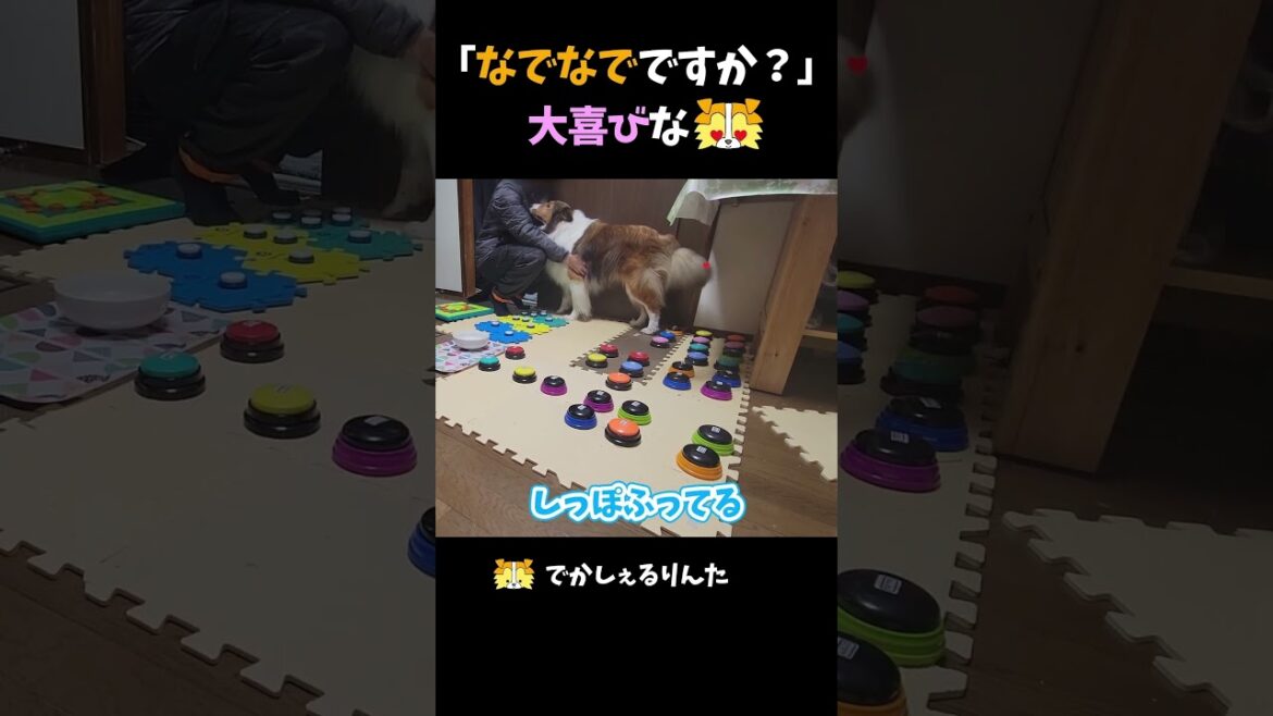 「なでなでですか？」大喜びなシェルティ【会話ボタンでしゃべる犬】 #shorts #犬