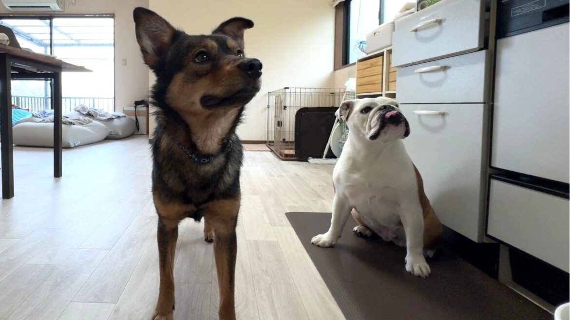 保護犬に関して、皆様に知って欲しい嬉しい報告があります! 保護犬に関して、皆様に知って欲しい嬉しい報告があります!