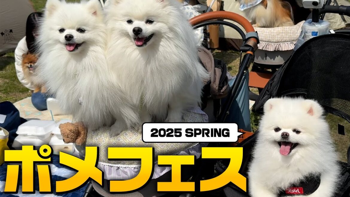 【神回】ポメラニアンフェスに潜入したらずっと可愛いすぎた…
