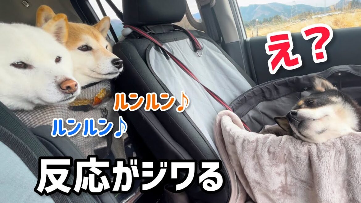 【柴犬笑太郎に嬉しい変化】柴犬3色トリオでお出かけしたらお顔2つ並んで小粒黒柴もビックリ可愛い! 【柴犬笑太郎に嬉しい変化】柴犬3色トリオでお出かけしたらお顔2つ並んで小粒黒柴もビックリ可愛い!