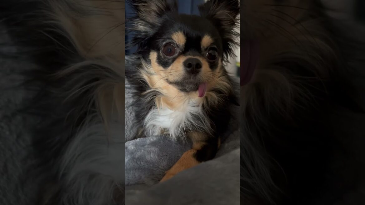 おはようございます☁️🐶チワワのルー君　#日常 #月曜日 #chihuahua #いぬ #pets #doglover #dogshorts #shorts