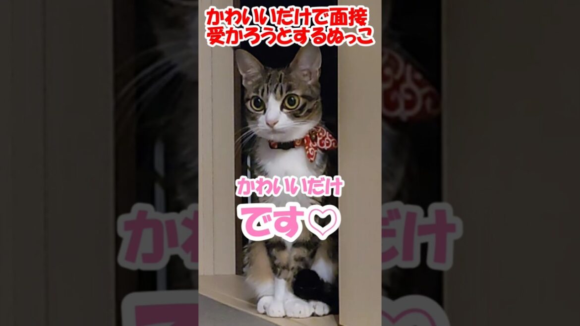 かわいいだけで面接受かろうとするぬっこ #保護猫 #コーイケルホンディエ