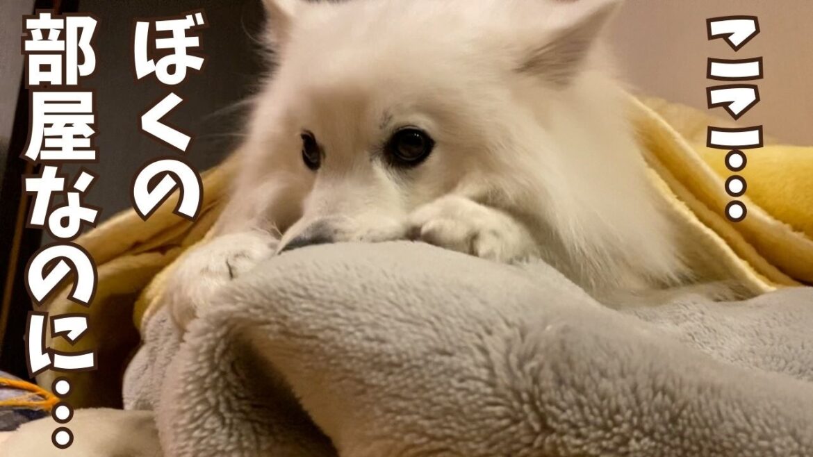 愛犬の秘密基地に人間の布団を敷いたらこうなった【日本スピッツ／パパとママどっちと寝るのか】