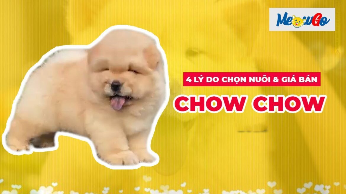 🐻 Giống Chó Chow Chow – Gấu Lưỡi Đen Siêu Đáng Yêu | Đặc Điểm, Giá Bán & Cách Nuôi | MeowGo Pets 🐻 Giống Chó Chow Chow – Gấu Lưỡi Đen Siêu Đáng Yêu | Đặc Điểm, Giá Bán & Cách Nuôi | MeowGo Pets
