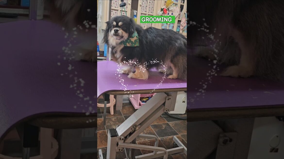 Tibetan Spaniel dog grooming