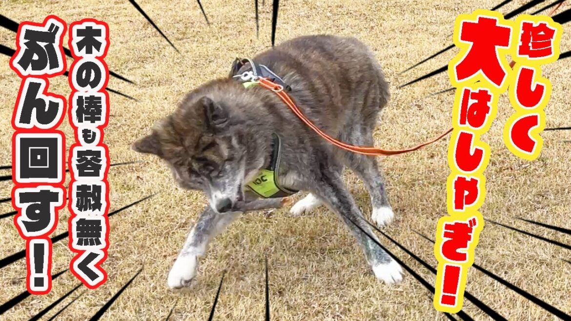 ほのぼのまったりな秋田犬が超珍しく大はしゃぎ！【秋田犬】【大型犬】【akita dog】