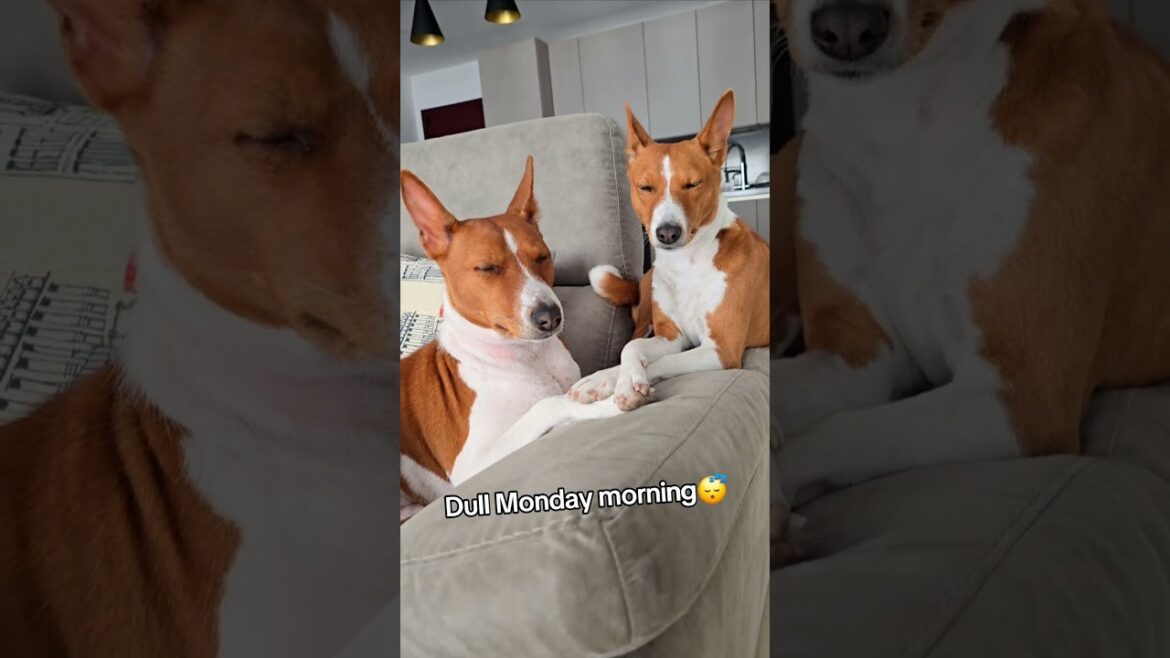#basenji #pets #doglife