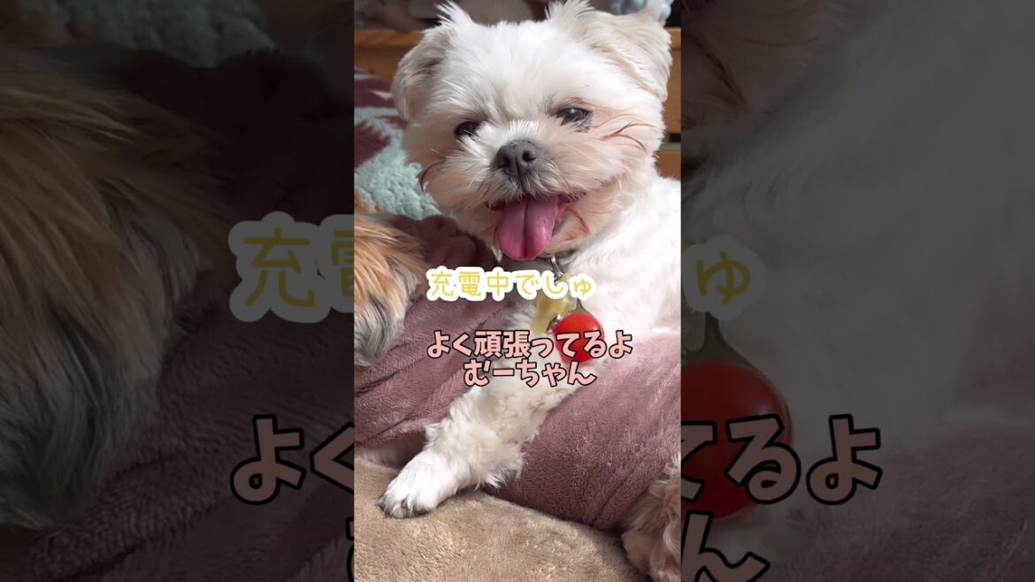妹🐶ができて、ハッスルした結果…🐶#シーズー #いぬ #犬 #マルシーズー #わんこ #イヌ