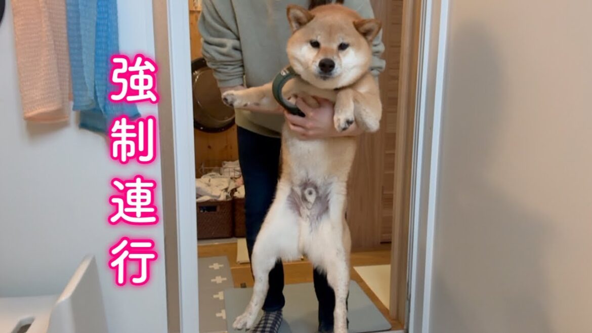雨の日のお散歩で派手にやらかしてしまい強制連行される柴犬が可愛い 雨の日のお散歩で派手にやらかしてしまい強制連行される柴犬が可愛い