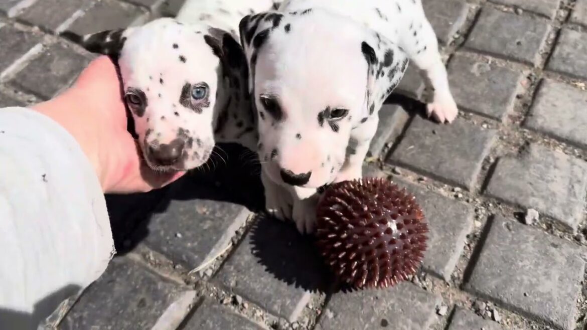 Dalmatian puppies outside for the longest time so far