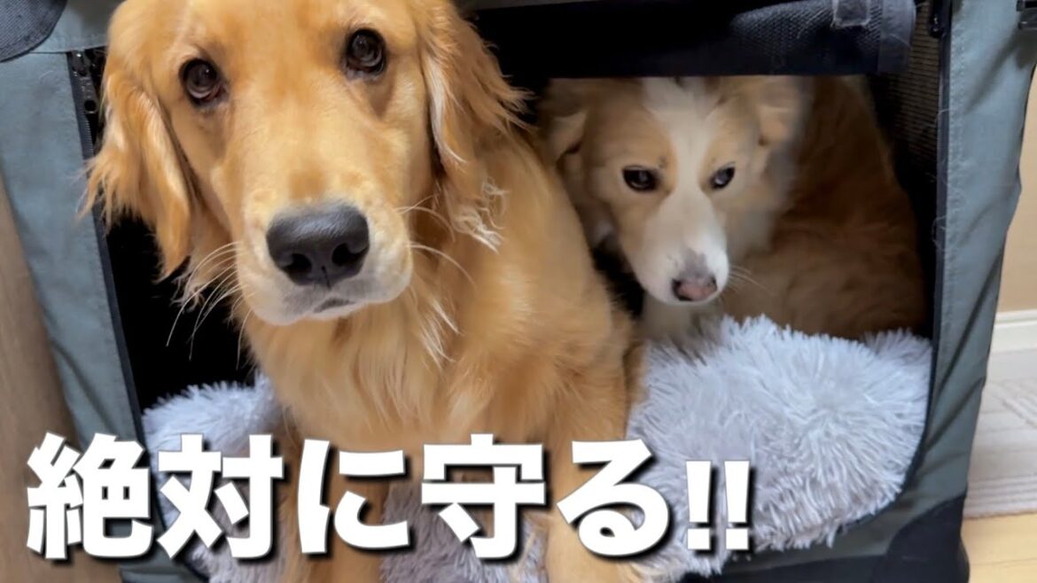 ママ（最恐）から兄犬を守ろうとするゴールデンレトリバーの姿に感動...【ボーダーコリー】