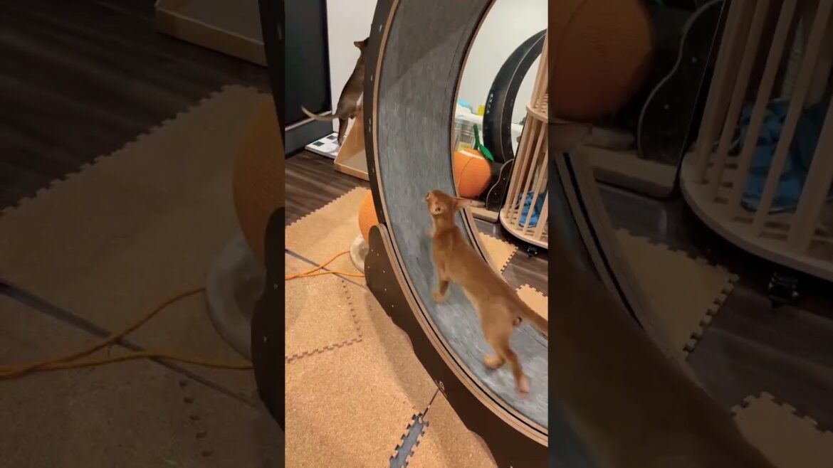 ハムスターに憧れたアビシニアン