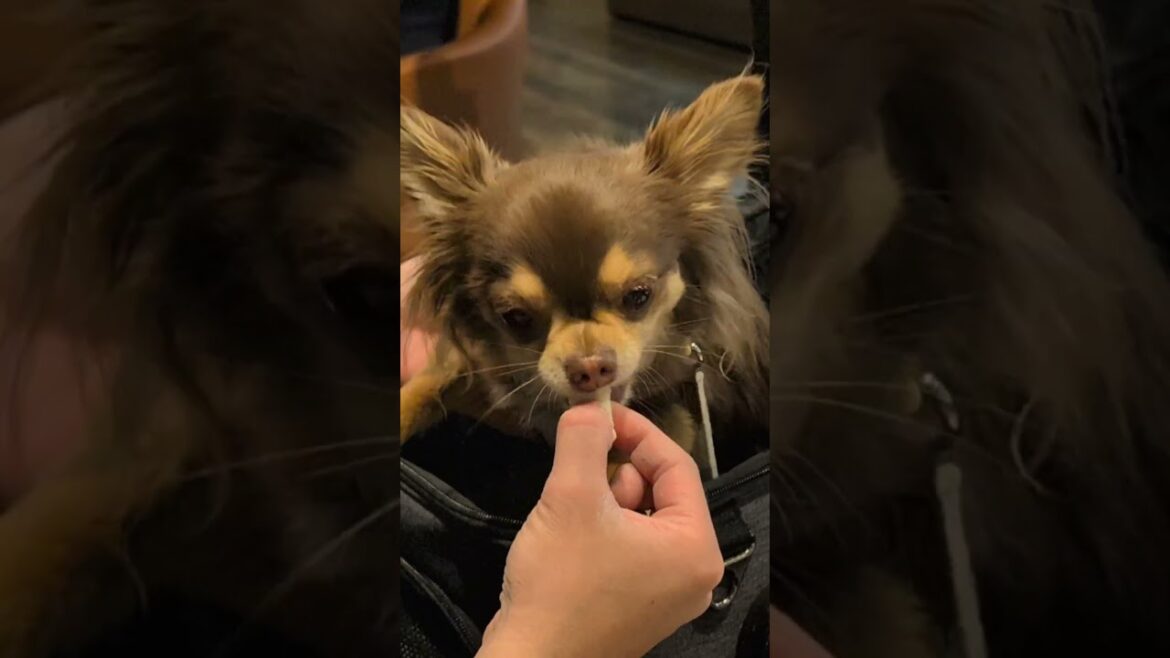 明日のチワワに幸あれ🐶✨ #shorts #チワワ #チョコタン #クーッとくぅちゃん #chihuahua