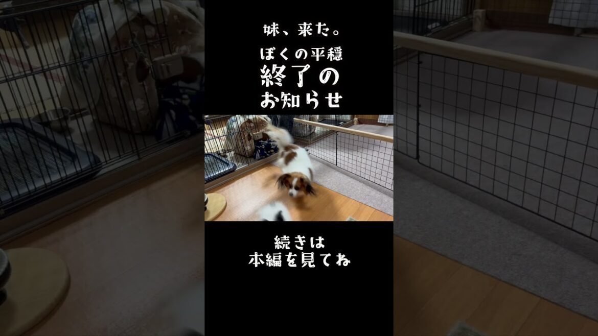 【子犬お迎え3日間】先住犬の生活が完全崩壊！？予告編　#子犬お迎え #papillon #パピヨン  #犬