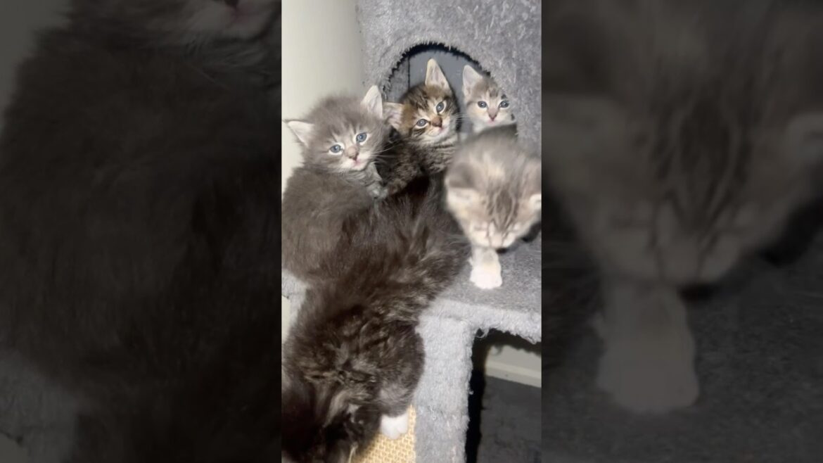 EXTREMELY CUTE KITTENS!!🫶🏼 #shorts #shortsfeed #cute