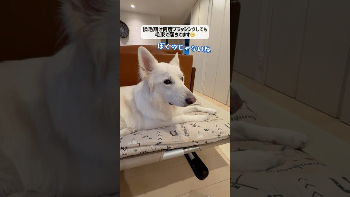 ふわふわが落ちてると聞いて自分ではないですってお顔をする大型犬【ホワイトシェパード】　#shorts