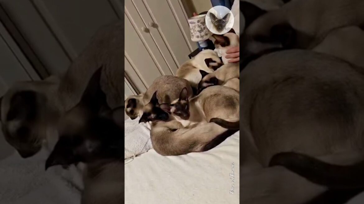 Loneliness? No, our family doesn’t know about that ๐๐๐ cat and owner | oriental cats | cat family ๐ Loneliness? No, our family doesn't know about that ๐๐๐ cat and owner | oriental cats | cat family ๐