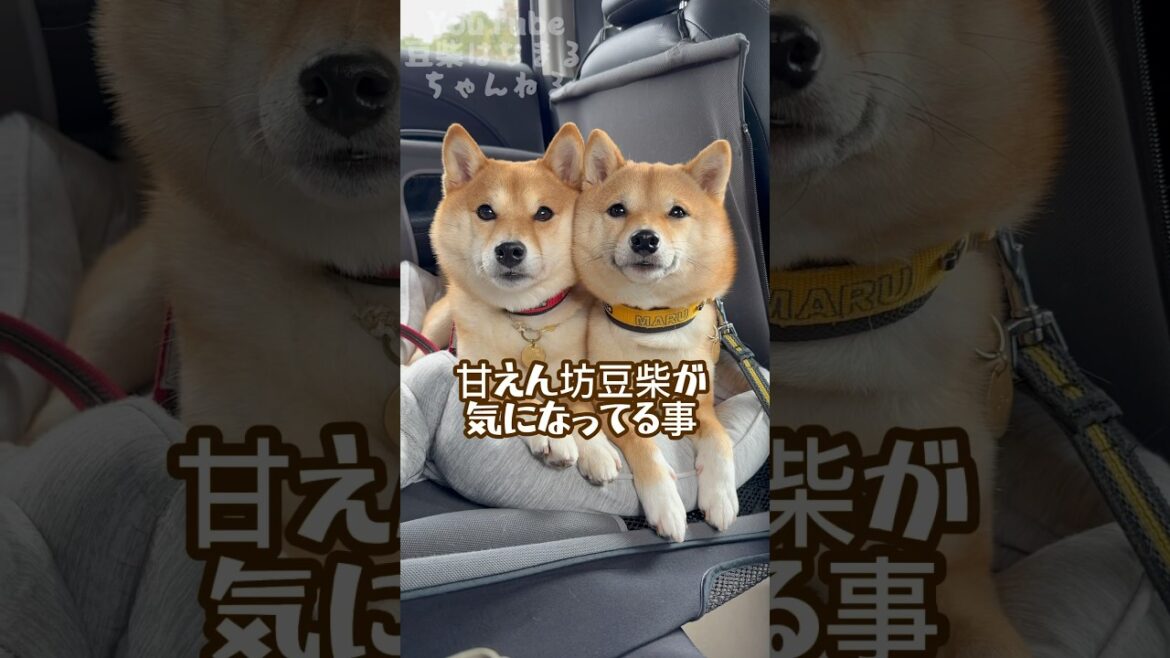 甘えん坊豆柴が気になってる事 #Shorts #shortvideo