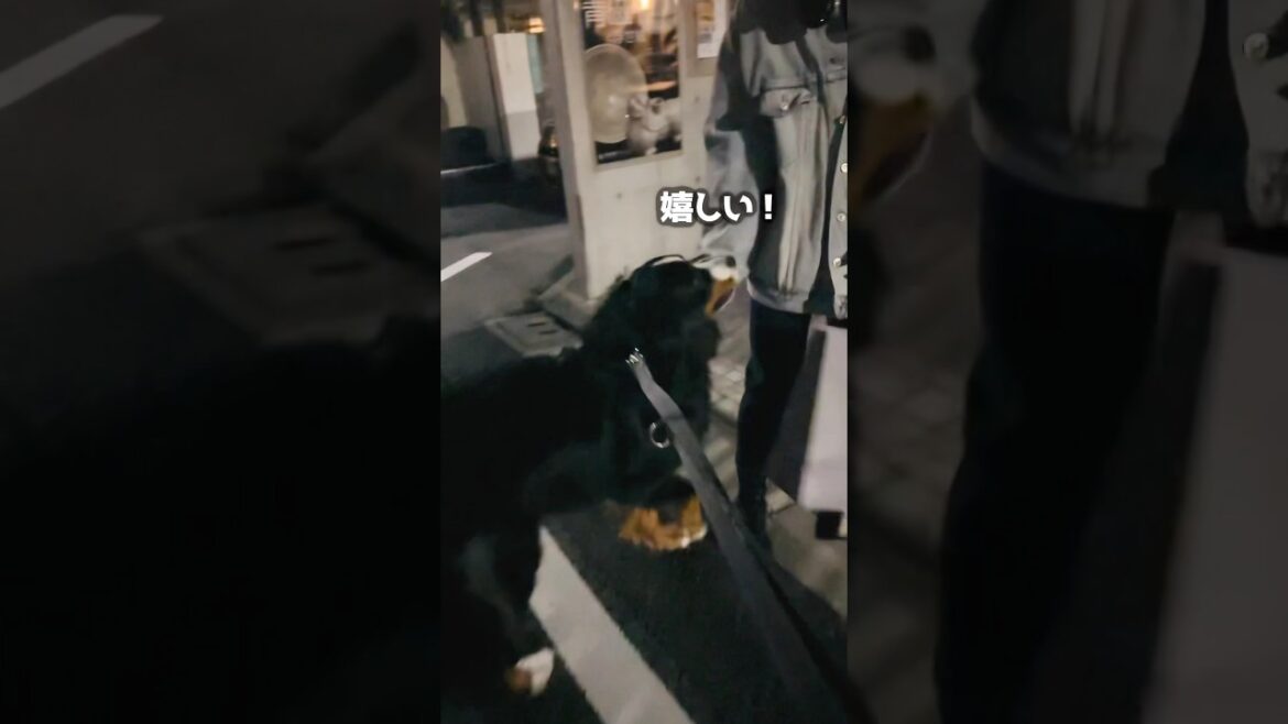 散歩中に飼い主を見つけたバーニーズの反応は⁉️