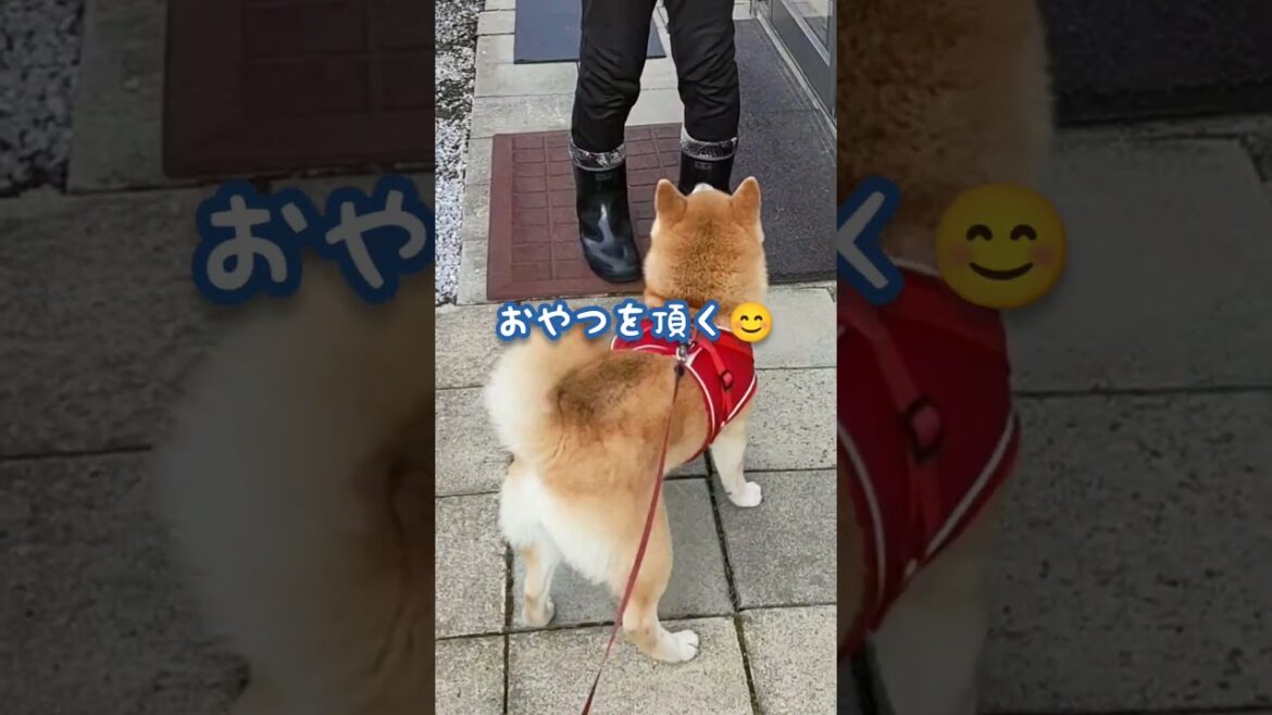 【食いしん坊柴犬】目的達成のために今朝も行くw