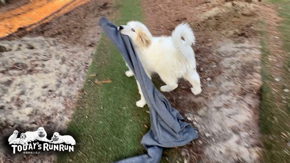 アランと同じ持ち出すタイプ！本格的にイタズラを始めたリリーです　Great Pyrenees　グレートピレニーズ