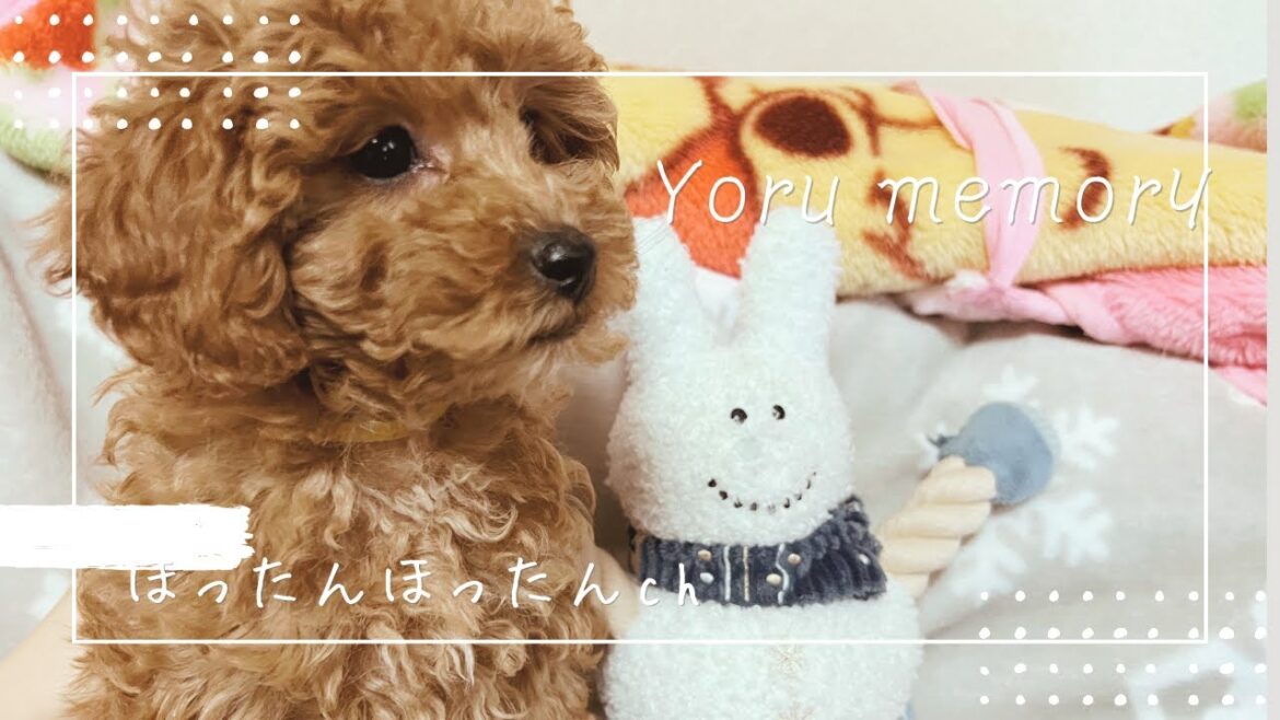 【トイプードルブリーダー】出産後～子犬の巣立ち後の様子・成長記録-ヨルちゃん（生後0ヶ月～生後2ヶ月）