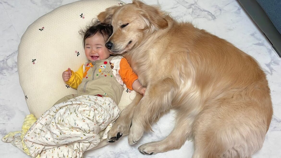 テンションが上がりっぱなしの0歳児をいとも簡単に寝かしつけてしまうゴールデンレトリバー テンションが上がりっぱなしの0歳児をいとも簡単に寝かしつけてしまうゴールデンレトリバー