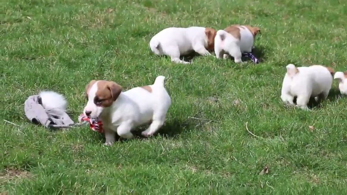 Jack Russell Puppies For Sale