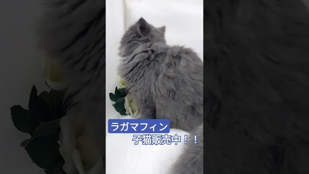 宮城県ペットショップ仙台/富谷市大和町子猫ラガマフィン #仙台 #ラガマフィン #ペット #子猫 #cat #cute