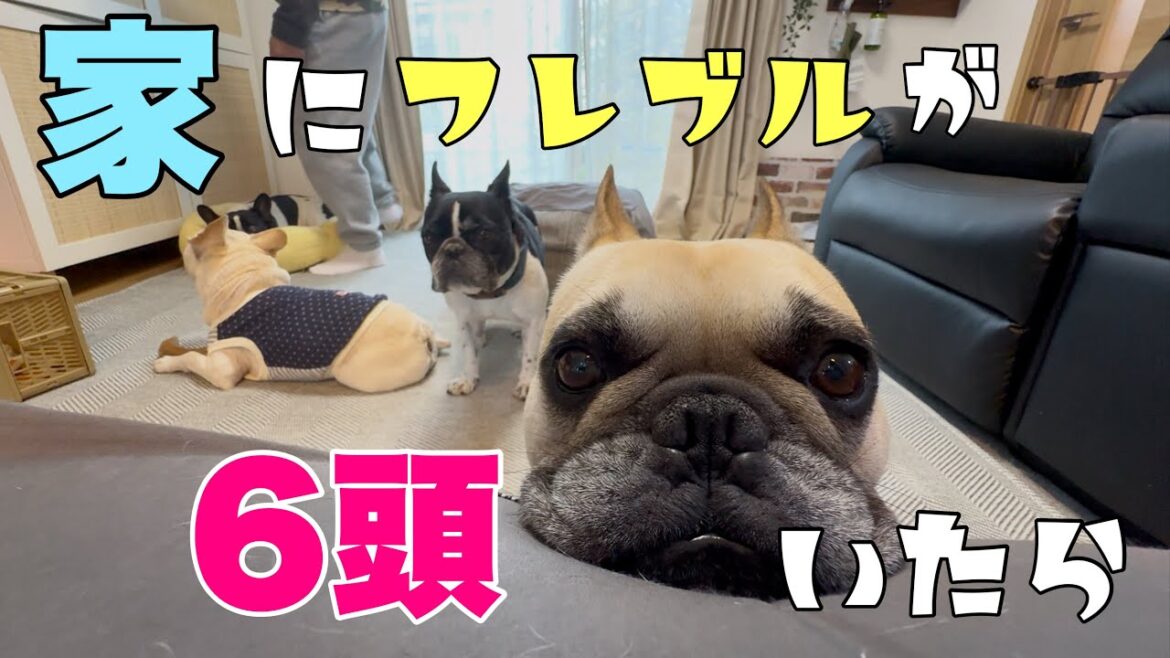 フレンチブルドックが6頭わしゃわしゃいたら～なんでもない朝の光景～
