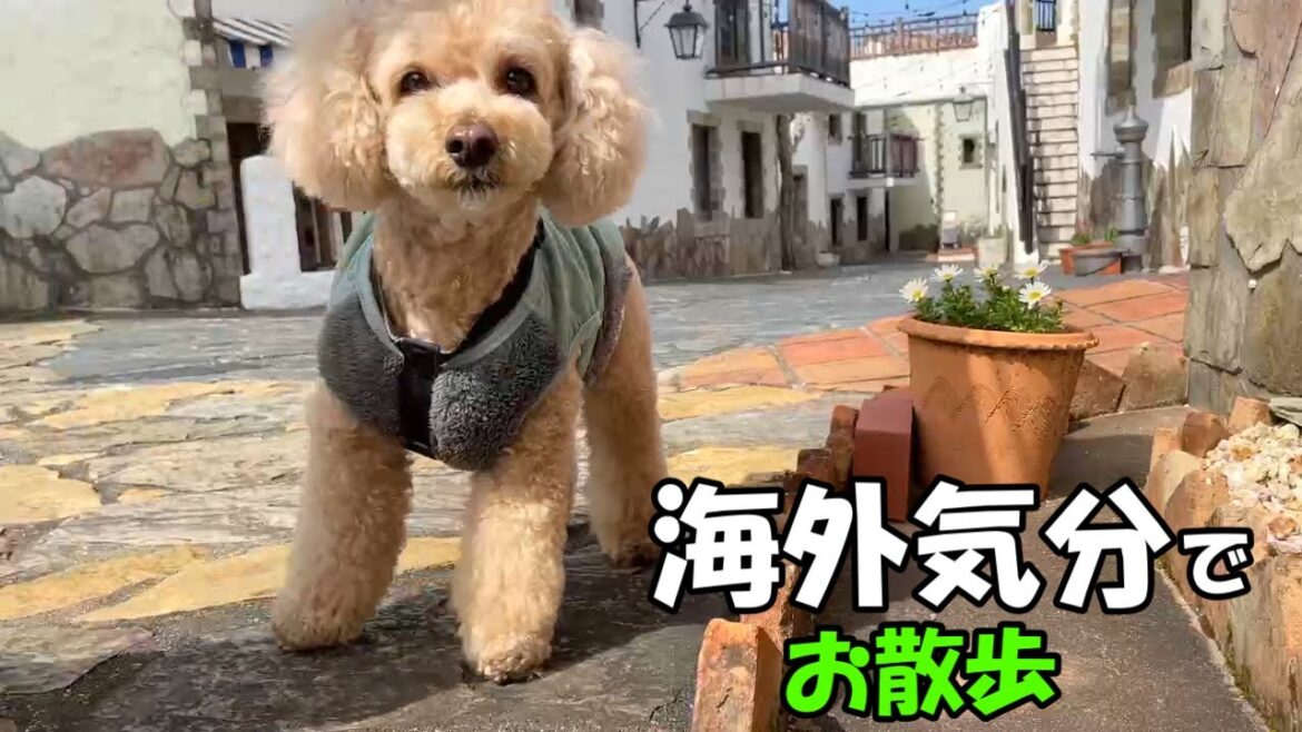 異国気分でお散歩を楽しむ大きいトイプードル【デカプー】【志摩地中海村】【横山展望台】
