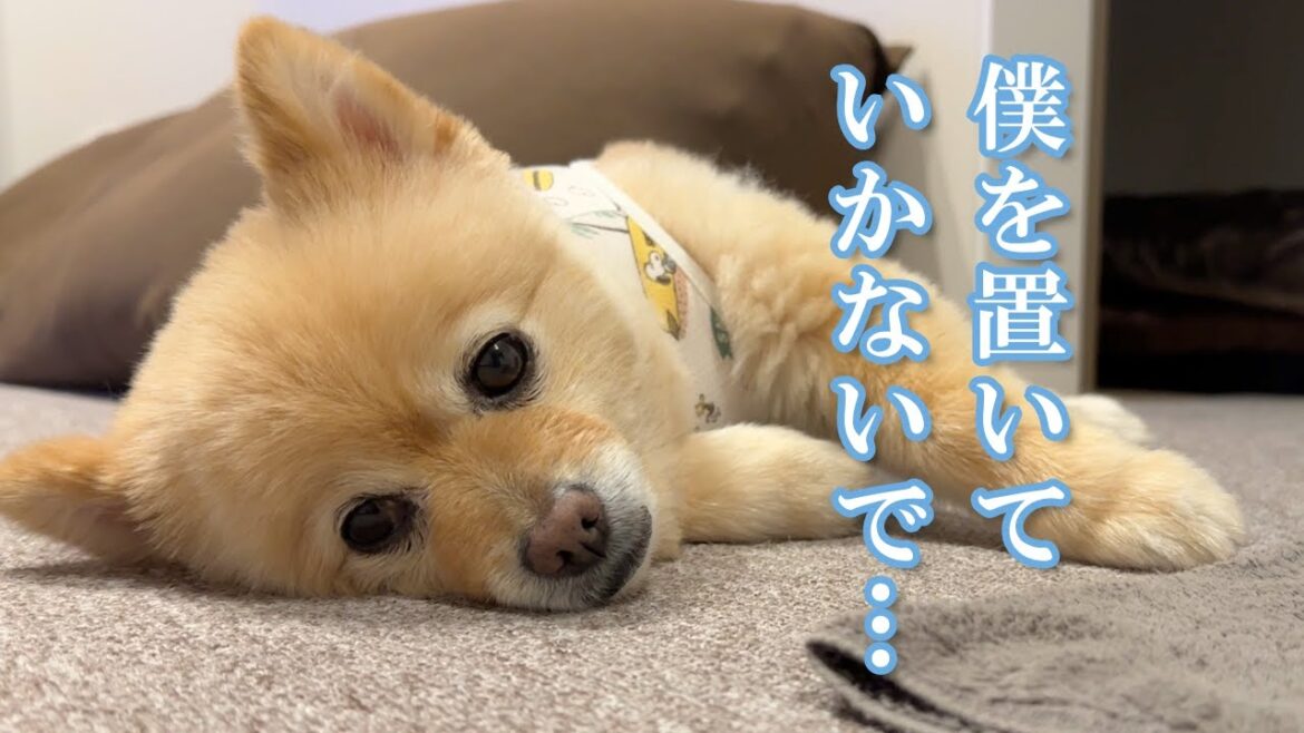 【お留守番】愛犬のお留守番の様子を覗いてみたら、胸が締め付けられました…