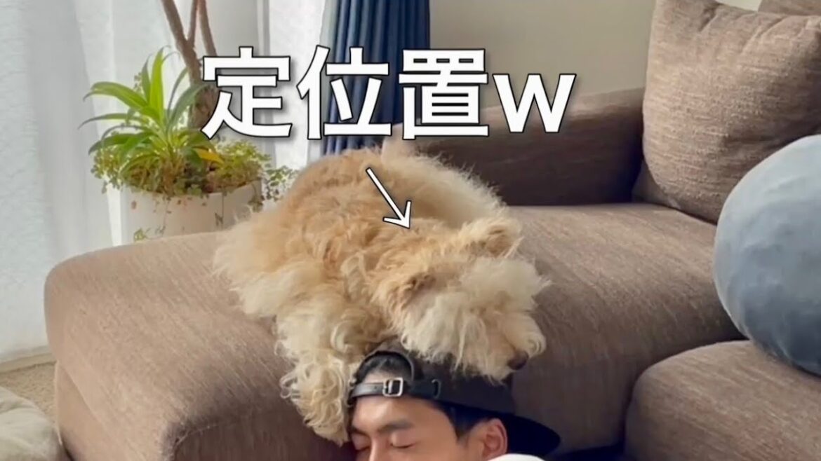 愛犬の定位置は頭の上!レイクランドテリア 愛犬の定位置は頭の上!レイクランドテリア