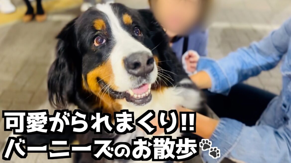 1日のお散歩でたくさん可愛がってもらったバーニーズ❗️全9組の方々との交流シーン❤️