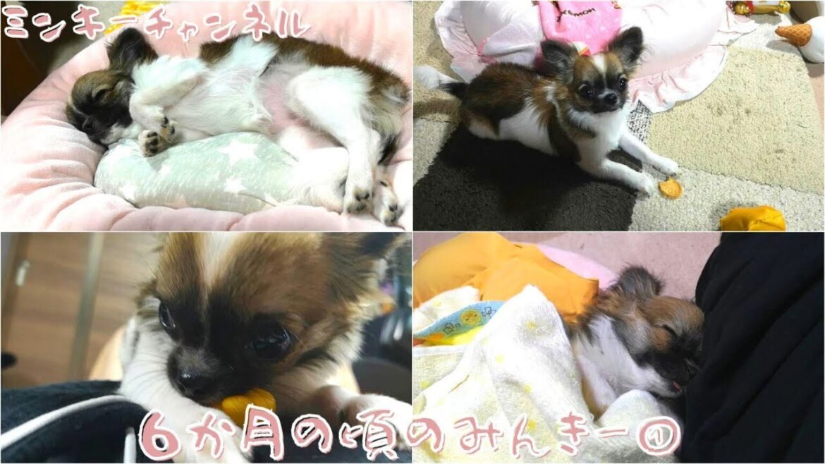 【チワワが逆くしゃみをする瞬間！】～6か月の頃の赤ちゃんチワワ～