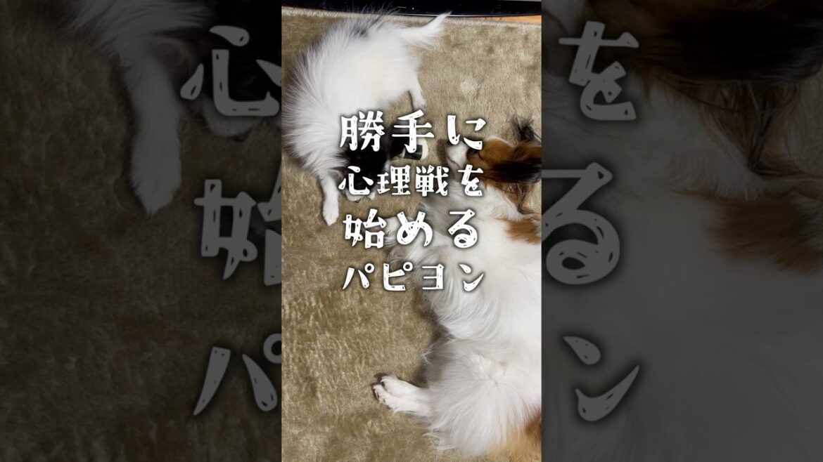 さわらぬパンダにタタリ無し！　 #パピヨン #papillon #可愛い　#子犬お迎え