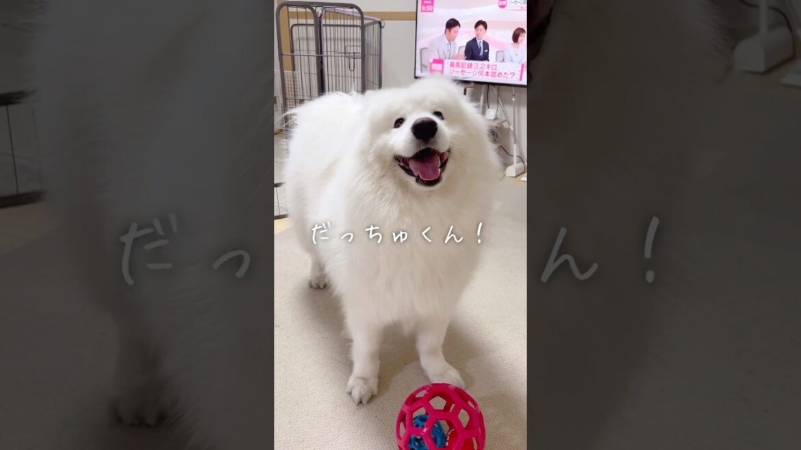 お散歩後にサモエドをおもちゃ遊びに誘ったら可愛すぎた #samoyed #大型犬 #癒し