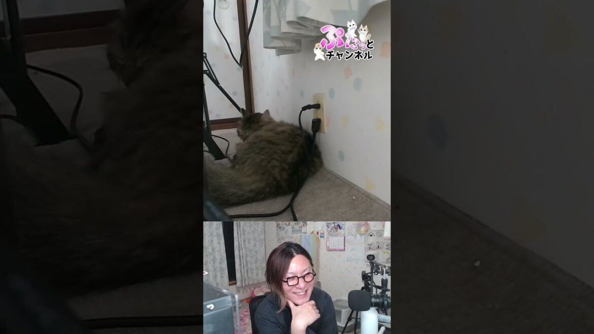 祝！新年度♪猫ちゃんライブ配信♪