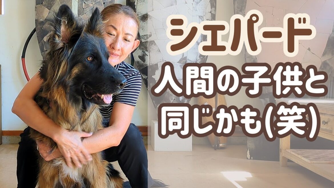 【ジャーマンシェパード】この犬が一緒だと、退屈とは無縁！飼い主の元気の源です😊