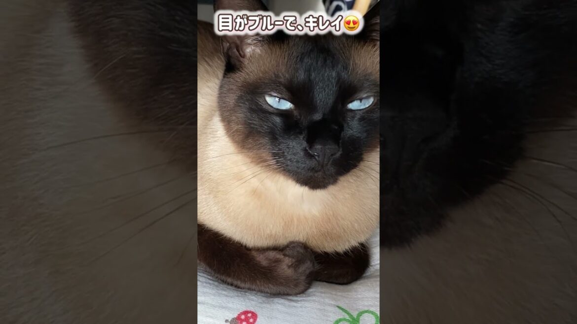 シャム猫ムーン🌙チャンネル・尖っていたころの、イケイケムーン #しゃむねこ #siamese #cat