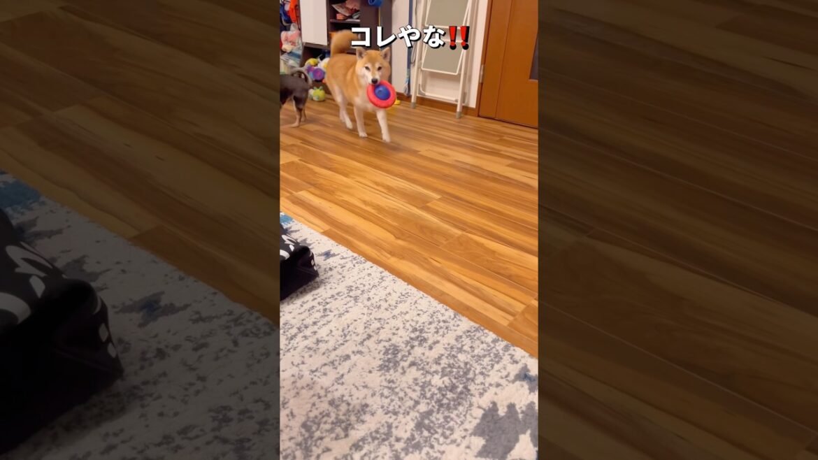 おねだり成功🐶🎵#柴犬 #チワワ #shorts